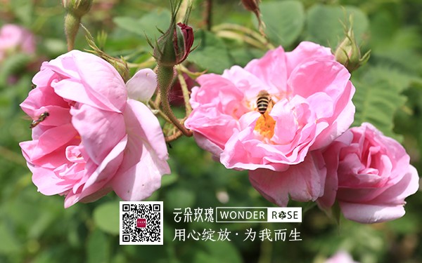 云朵玫瑰消毒喷雾 中国优质农产品开发服务协会 云朵玫瑰消毒喷雾 中国优质农产品开发服务协会